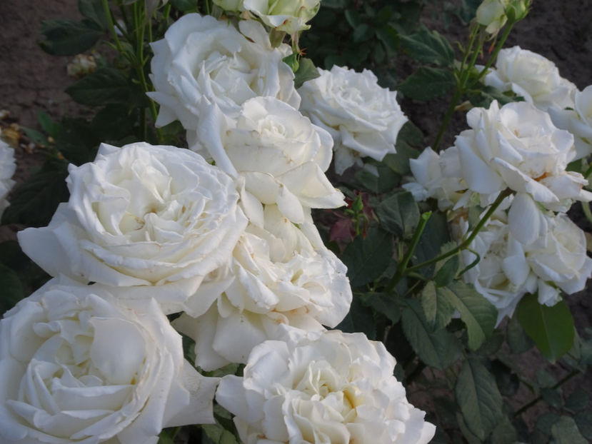  - Papa Ioan Paul al II-lea