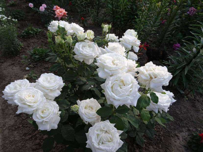  - Papa Ioan Paul al II-lea