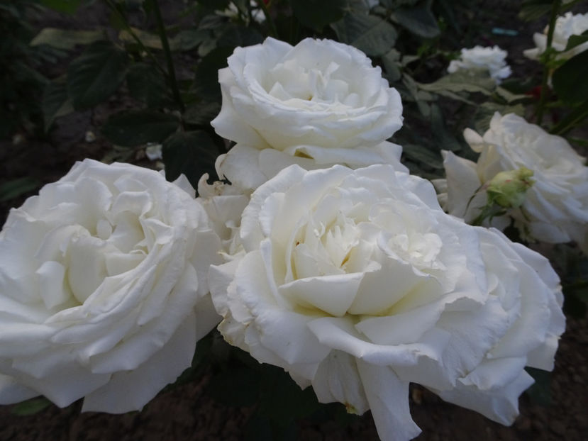  - Papa Ioan Paul al II-lea