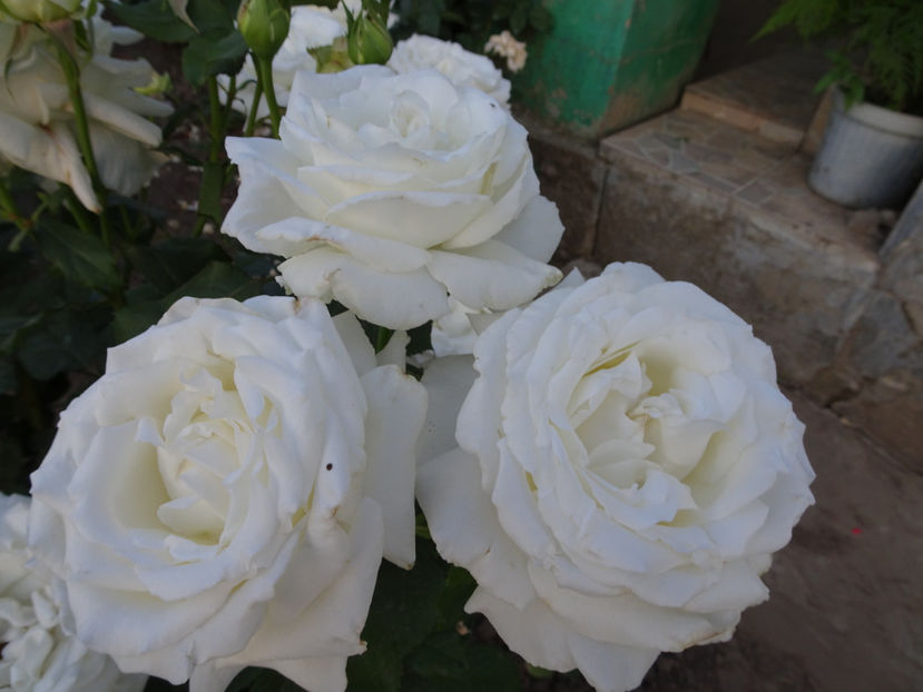  - Papa Ioan Paul al II-lea