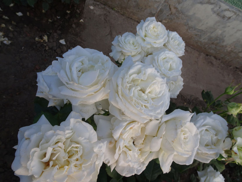  - Papa Ioan Paul al II-lea