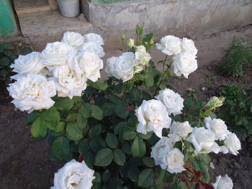  - Papa Ioan Paul al II-lea