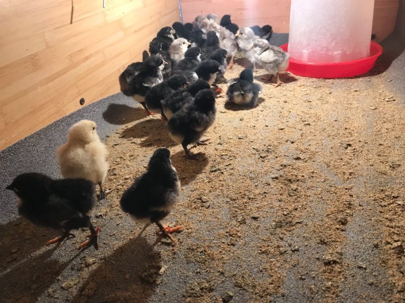 D41439AE-B997-4D57-8DCC-052AB62B9A40 - Australorp pui - seria 3