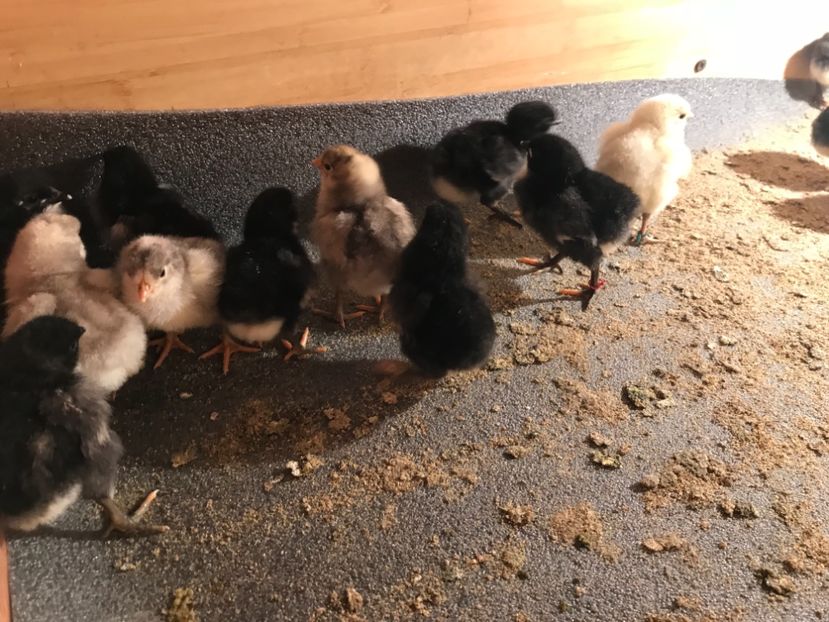 D7B6B2F3-8D51-4277-A470-4A15E90D1822 - Australorp pui - seria 3