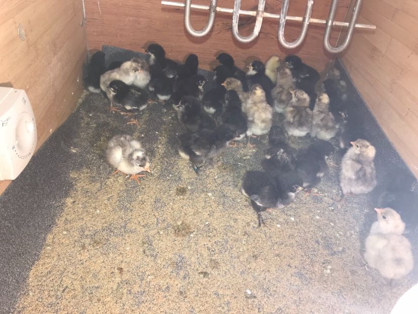 853609B6-A475-4EB3-A14F-A62D9722F134 - Australorp pui - seria 3