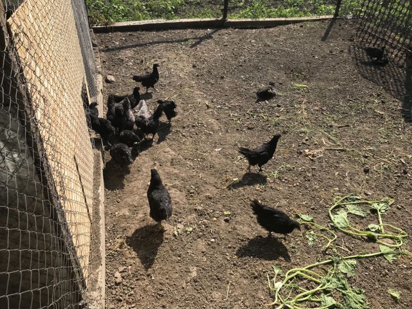 D36AE36A-8553-4C02-9BC4-8D8E00F7BBB4 - Australorp pui - seria 1