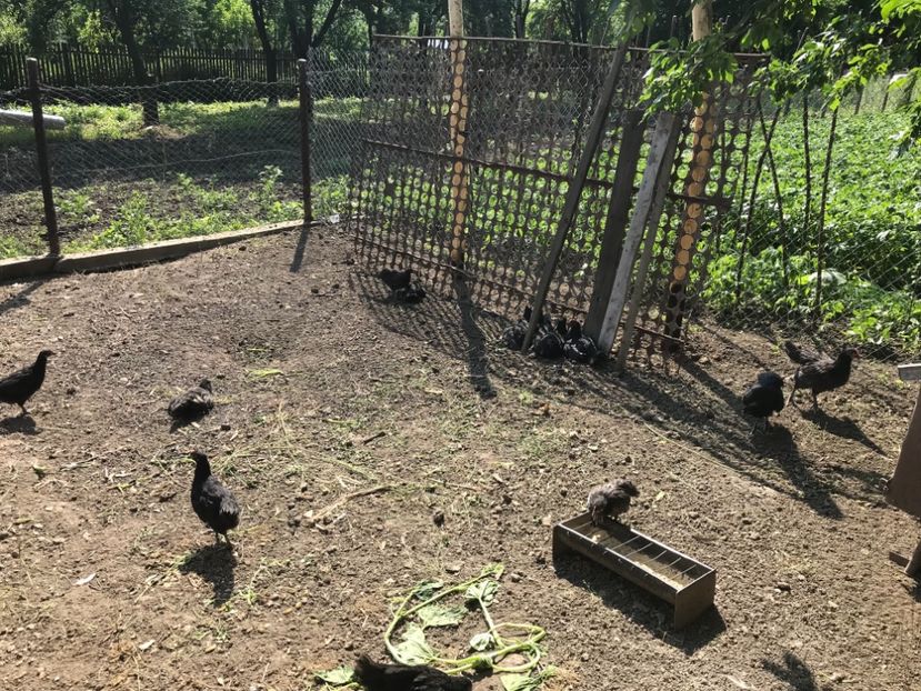 96BDBE70-881E-42F3-9C16-9685500767BC - Australorp pui - seria 1