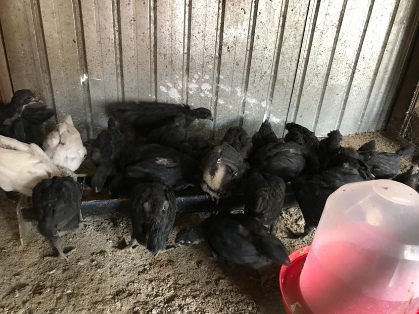 0B5C4B9E-A25F-4570-AC93-D5DD2B99E6C3 - Giant Jersey pui - seria 1