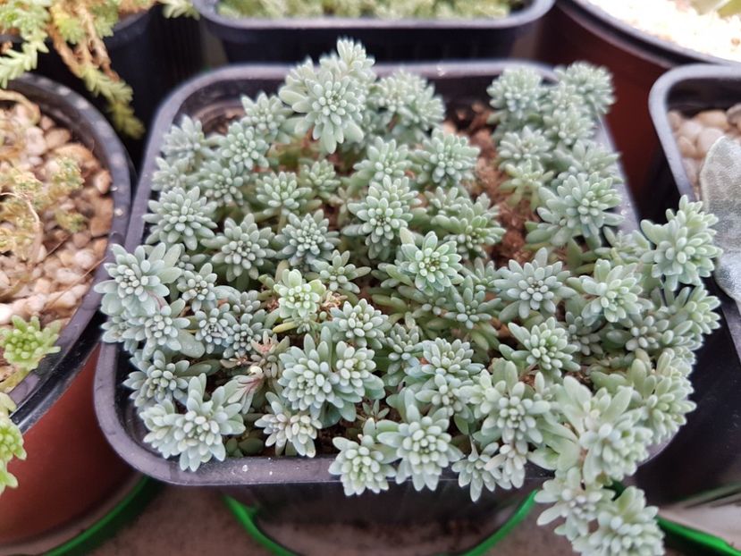 Sedum Dasyphyllum - Suculente