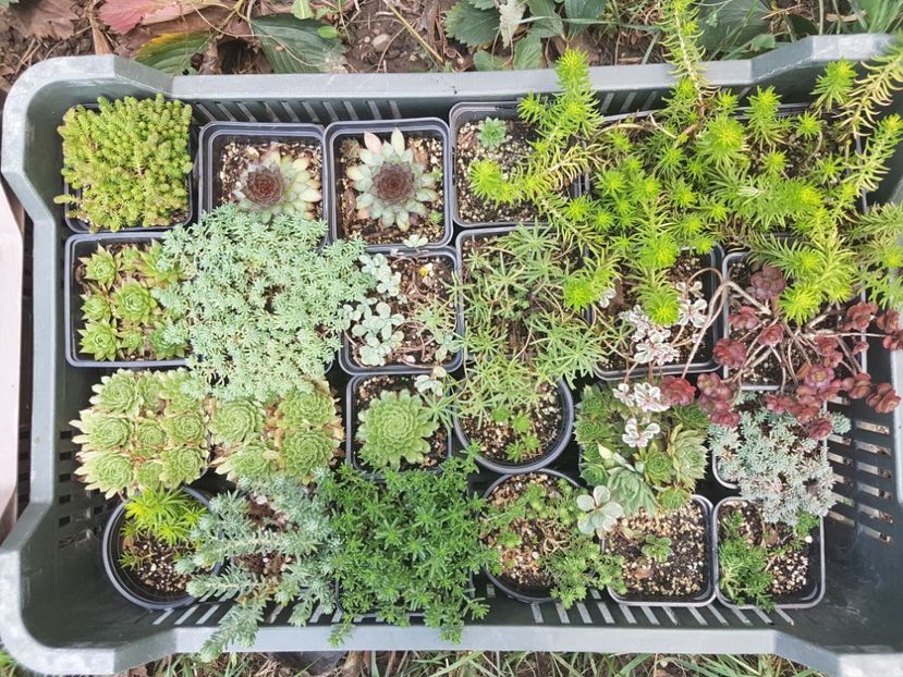 Suculente hardy 1 - Suculente