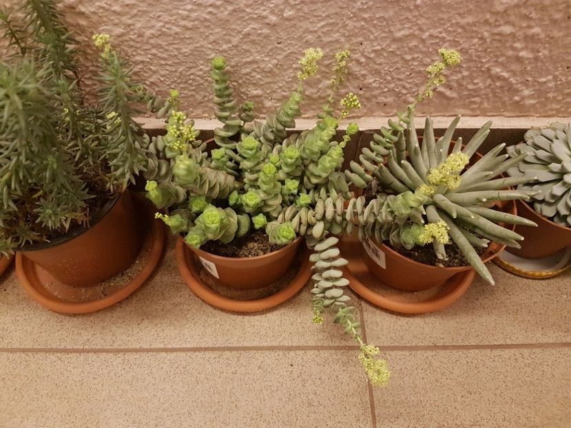 Sedum rupestre - Crassula marnieriana - Senecio scaposus - Suculente