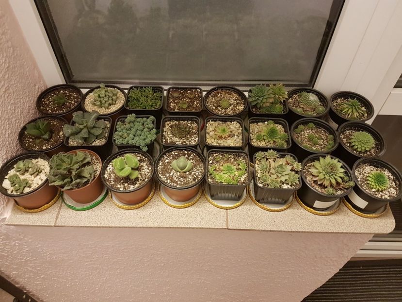 Africa de sud + sempervivum - Suculente