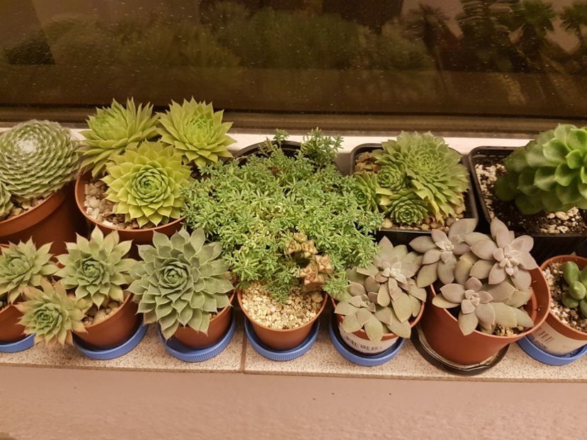  - Suculente