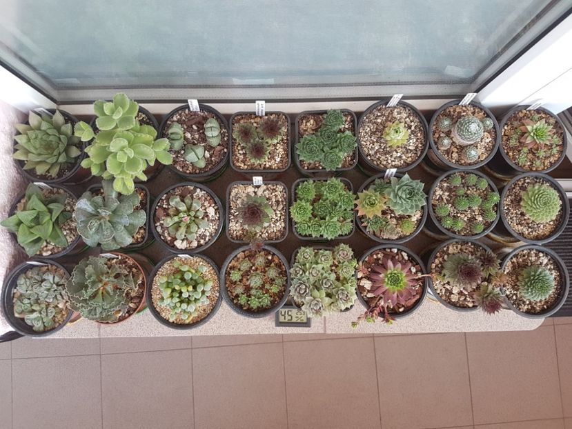  - Suculente