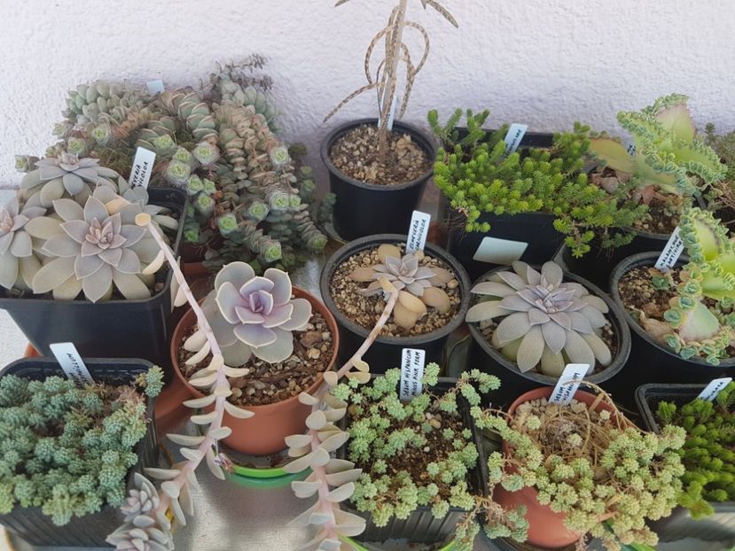  - Suculente
