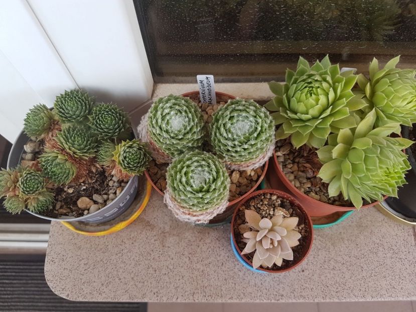  - Suculente