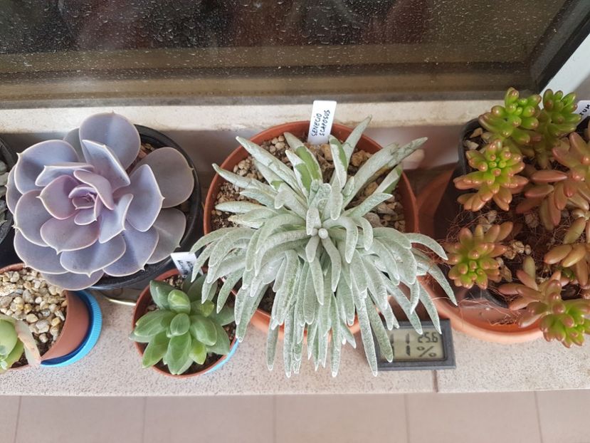  - Suculente