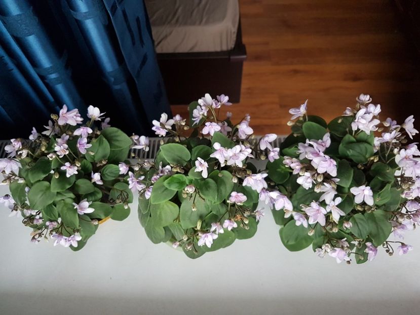  - Violete africane - Robs boolaroo