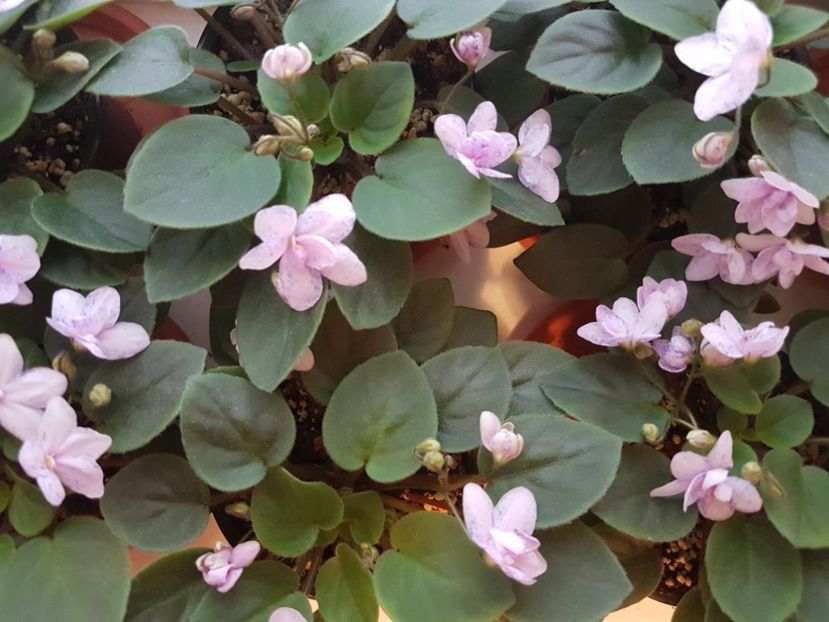  - Violete africane - Robs boolaroo