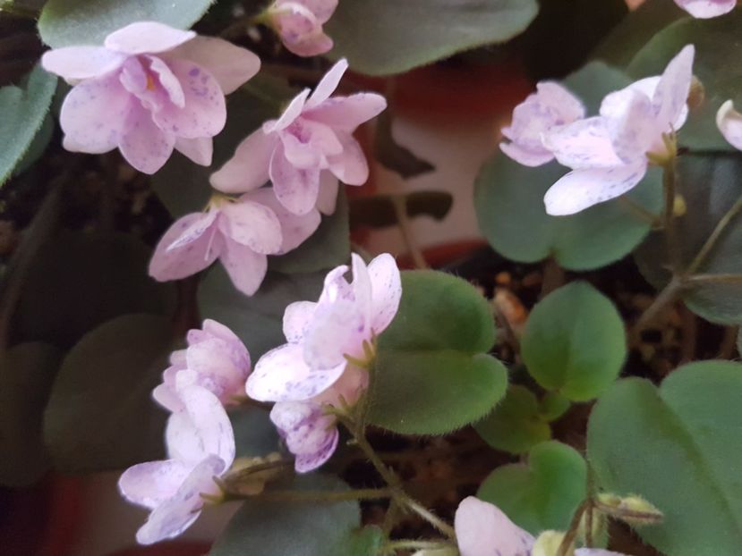  - Violete africane - Robs boolaroo