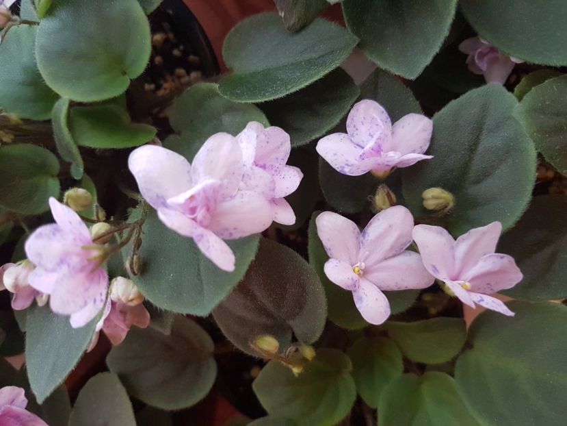  - Violete africane - Robs boolaroo