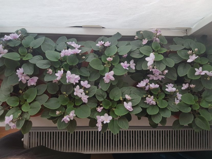  - Violete africane - Robs boolaroo