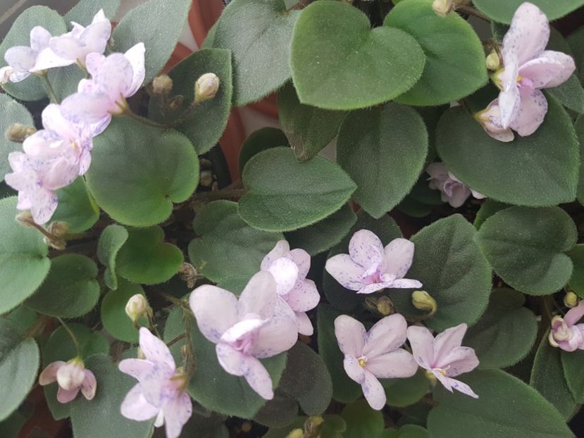  - Violete africane - Robs boolaroo