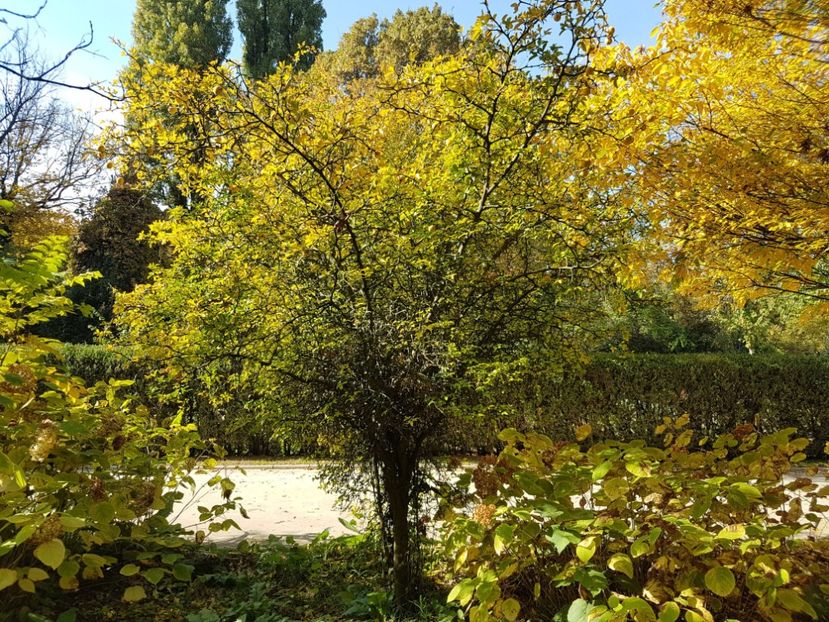  - Poncirus trifoliata - lamai rezistent la ger