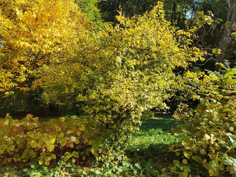  - Poncirus trifoliata - lamai rezistent la ger