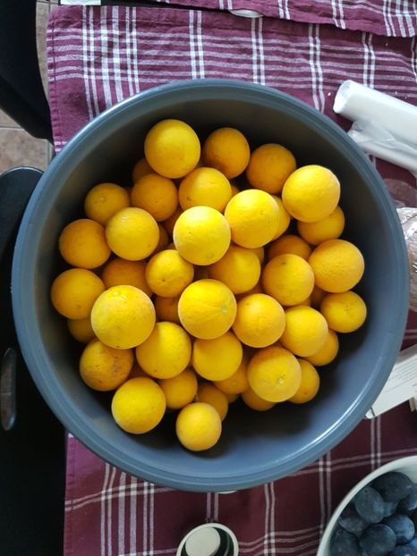  - Poncirus trifoliata - lamai rezistent la ger