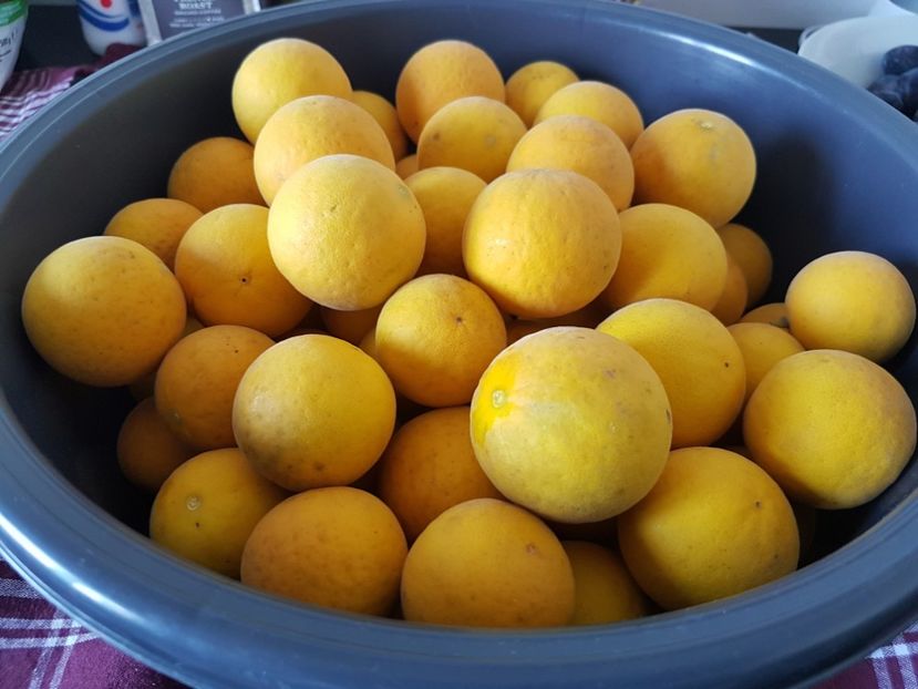  - Poncirus trifoliata - lamai rezistent la ger