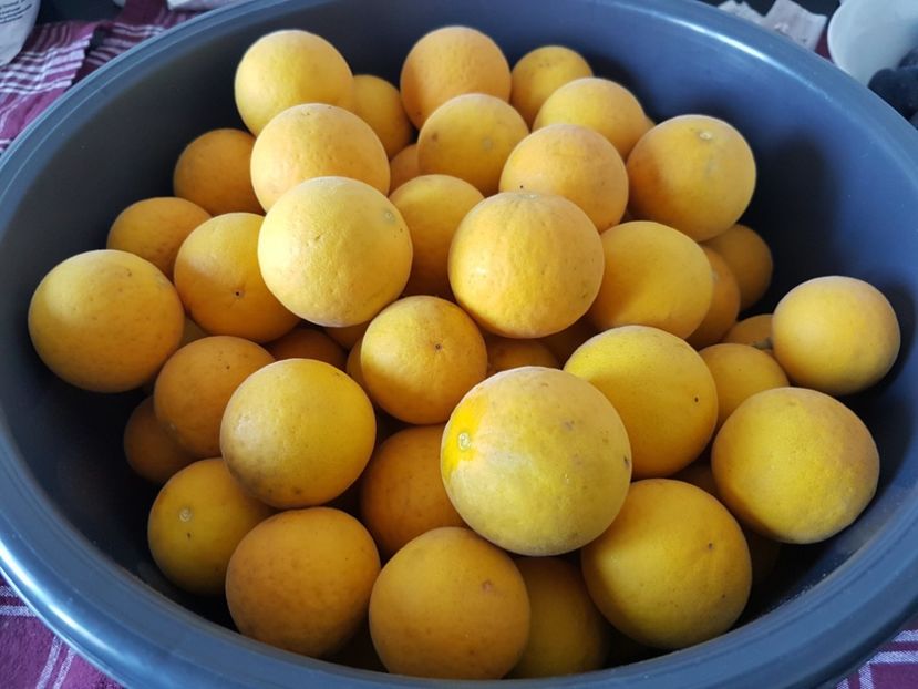  - Poncirus trifoliata - lamai rezistent la ger