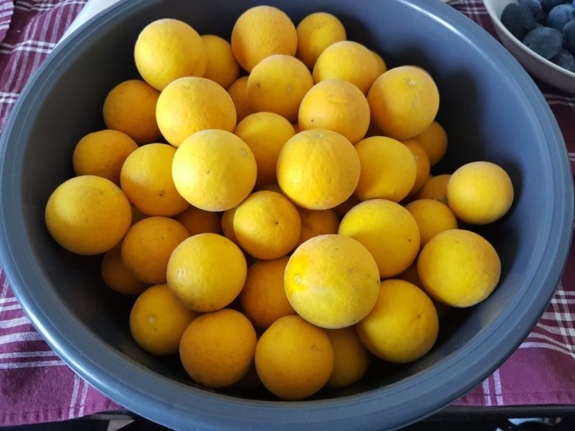  - Poncirus trifoliata - lamai rezistent la ger