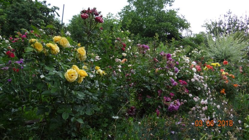A plouat.... - Trandafiri iunie I
