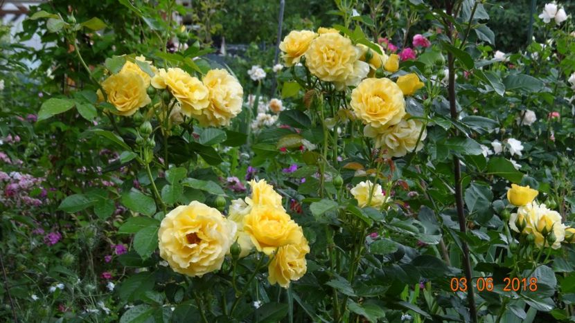 nu foarte mult dar... - Trandafiri iunie I