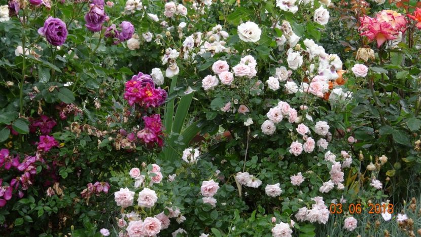 nu fara urmari... - Trandafiri iunie I