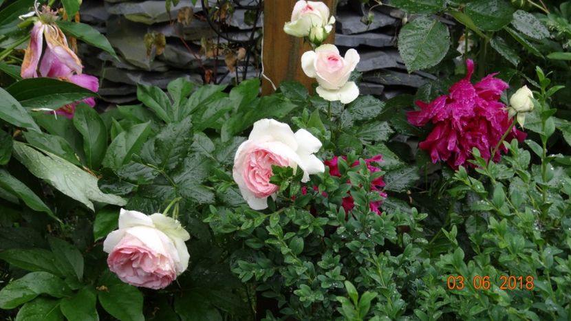 Eden - Trandafiri iunie I