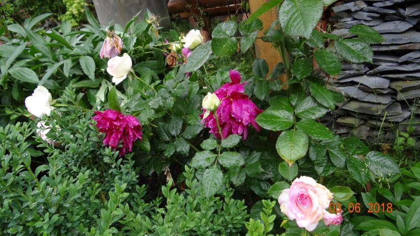  - Trandafiri iunie I