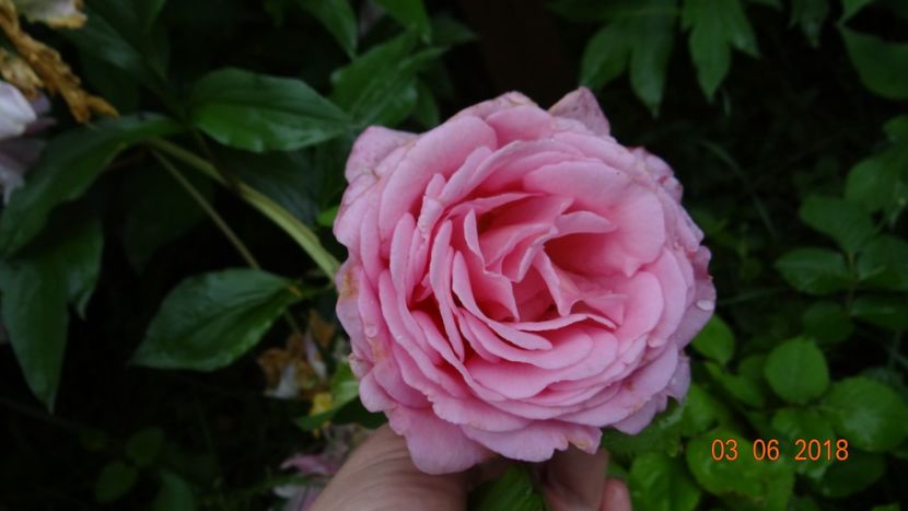 placut parfumat - Trandafiri iunie I