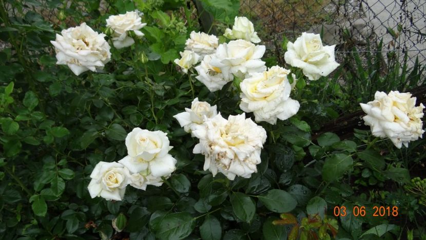 MoonSprite - Trandafiri iunie I