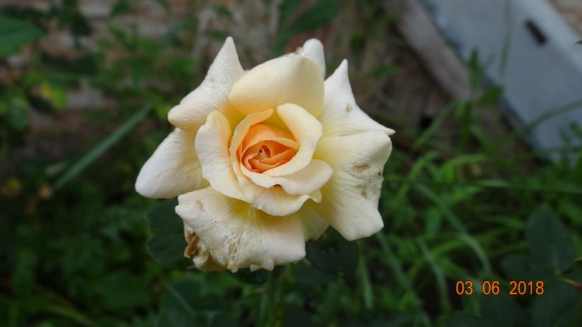 Marjolaine - Trandafiri iunie I