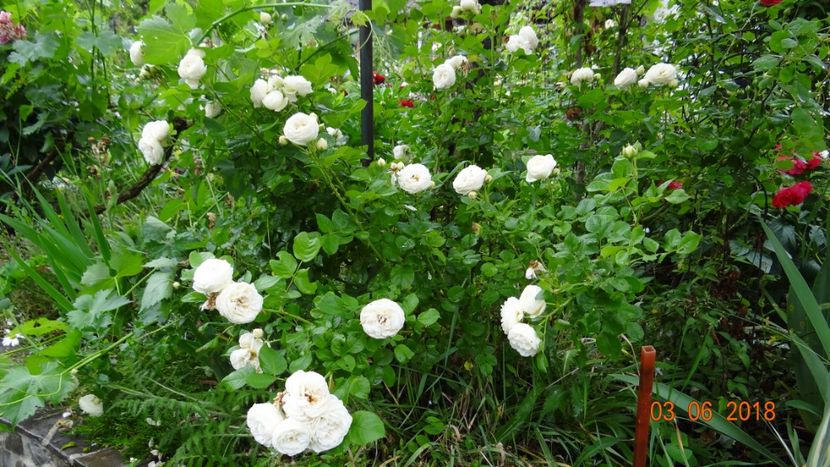 Artemis - Trandafiri iunie I