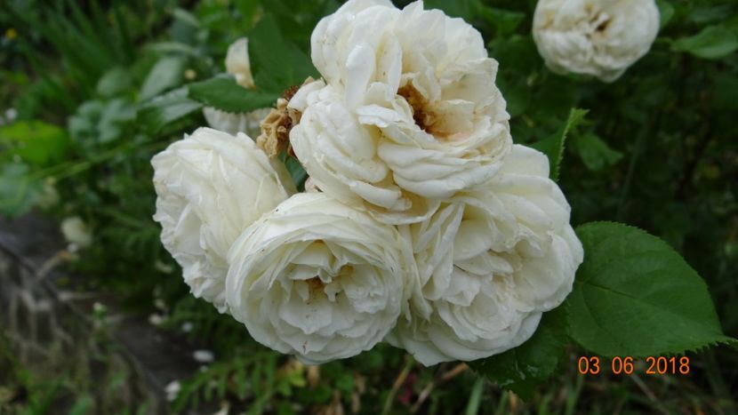  - Trandafiri iunie I