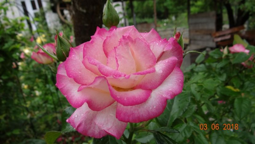 Harlequine - Trandafiri iunie I