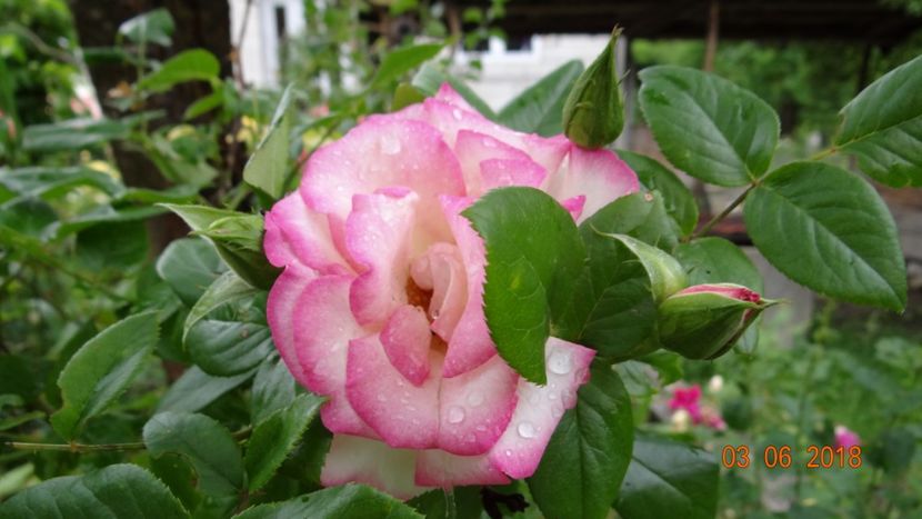  - Trandafiri iunie I