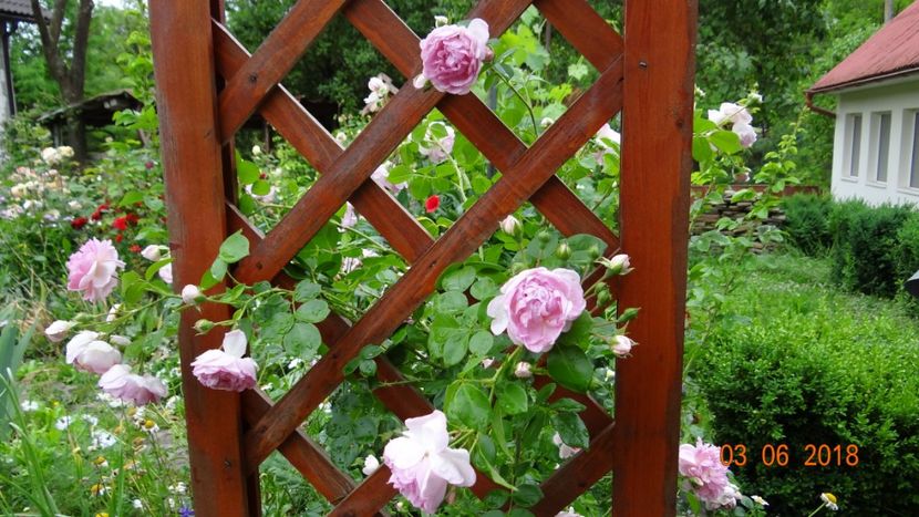 Jasmina cu parfumul ei unic - Trandafiri iunie I