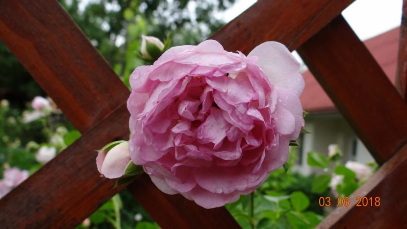  - Trandafiri iunie I