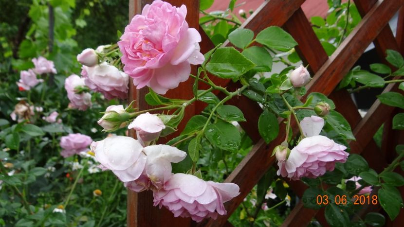  - Trandafiri iunie I