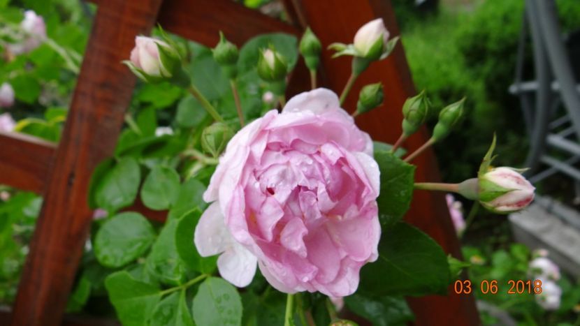  - Trandafiri iunie I