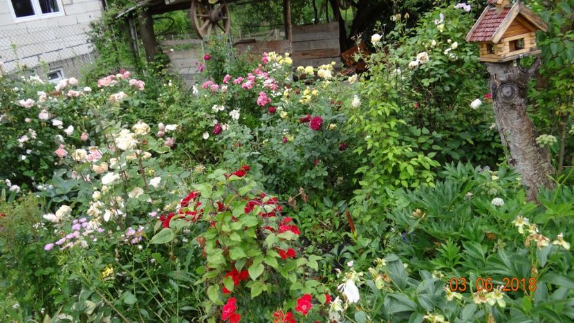  - Trandafiri iunie I